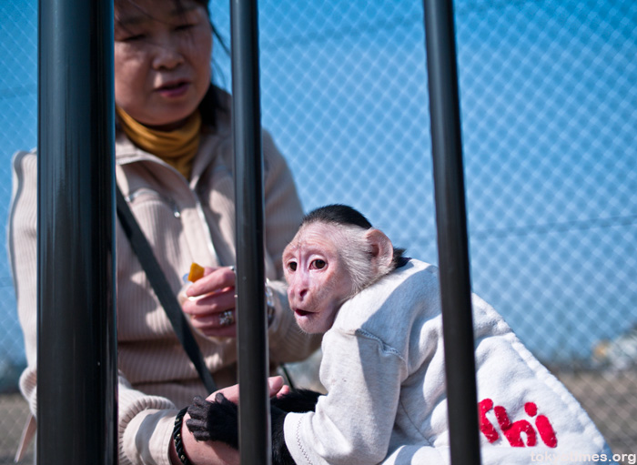 Japanese pet monkey