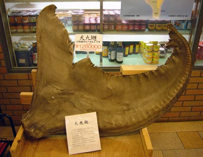 huge shark fin