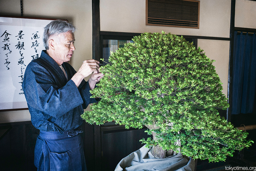 Japanese bonsai master
