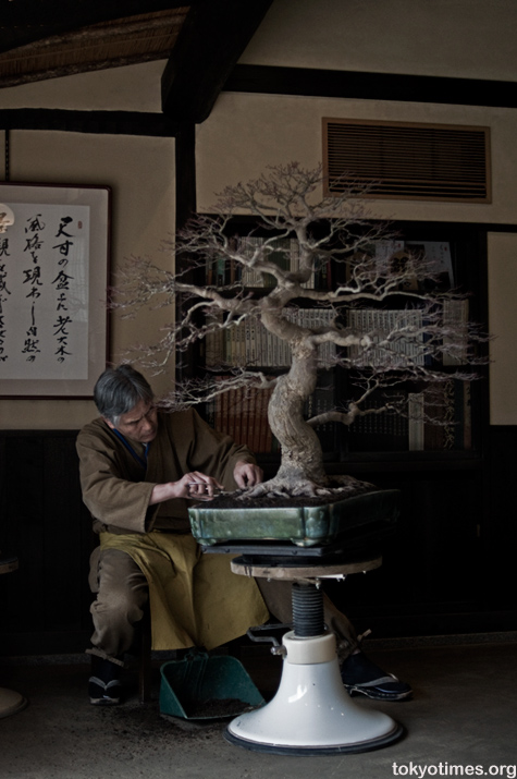 Japanese bonsai