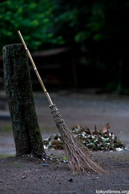 Japanese broom
