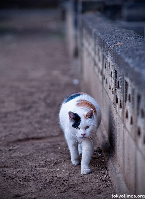 Tokyo cemetery cat