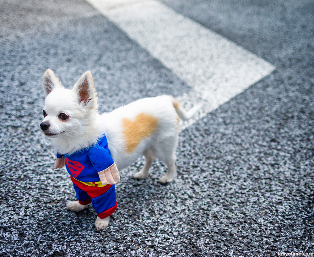 Chihuahua Superman