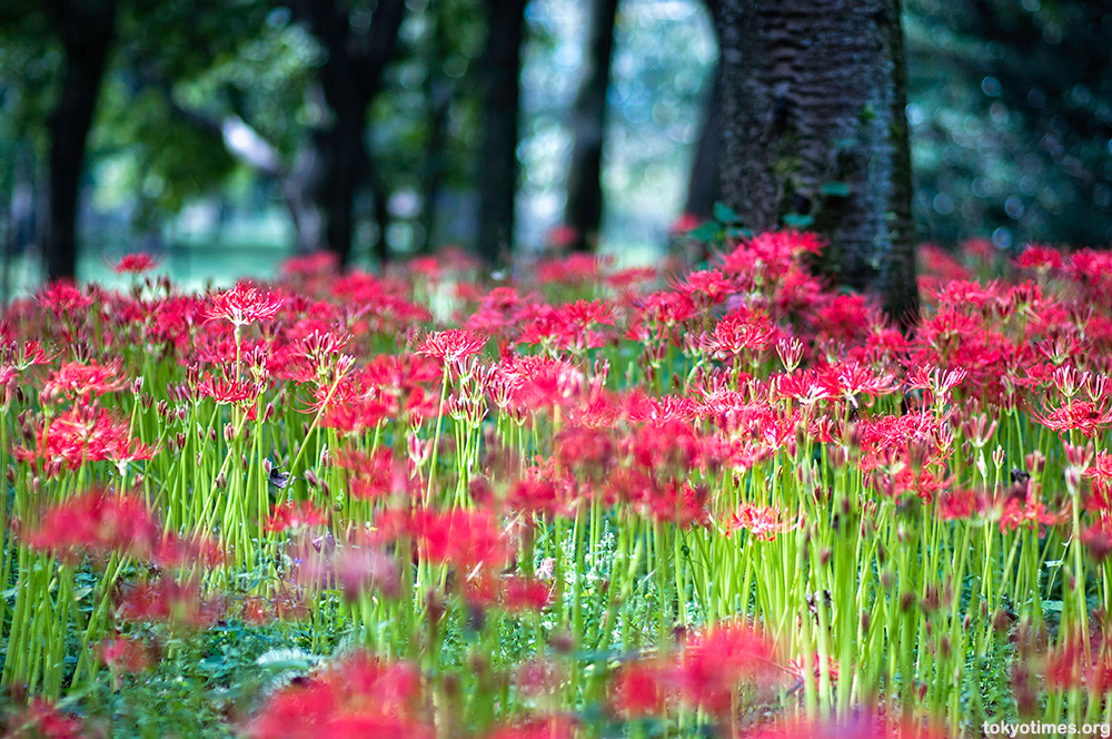 red spider lily. Japanese higanbana