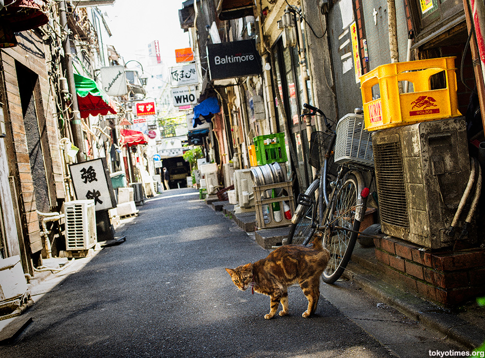 Japanese alley cat