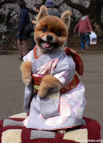 Japanese dog fashion