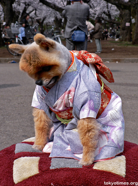 Japanese kimono_dog