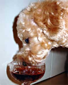 drinking_dog