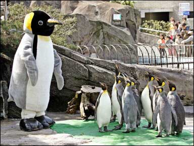 giant penguin japan