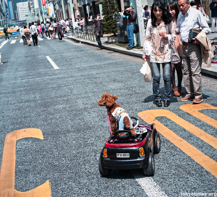 Japanese dog in a remote controlled car