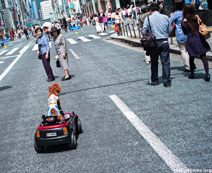 Japanese dog in a remote controlled car