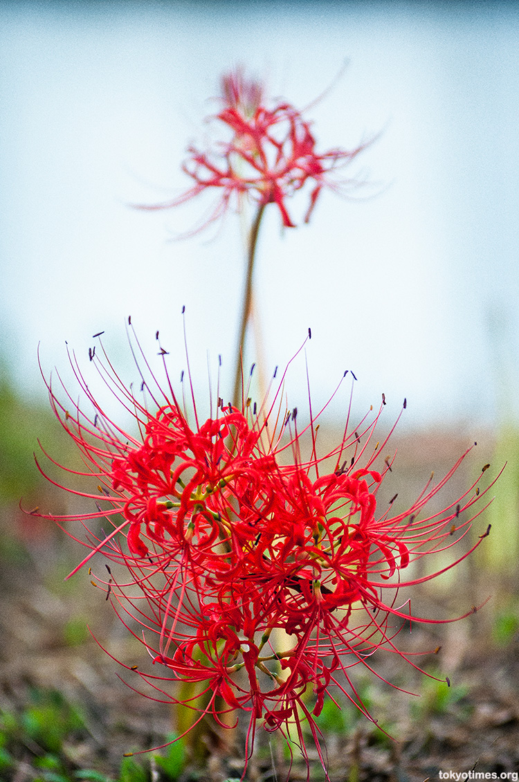 flowers that symbolize death