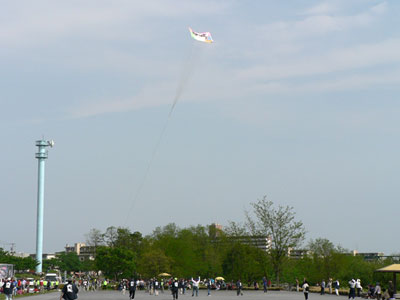 traditional kite