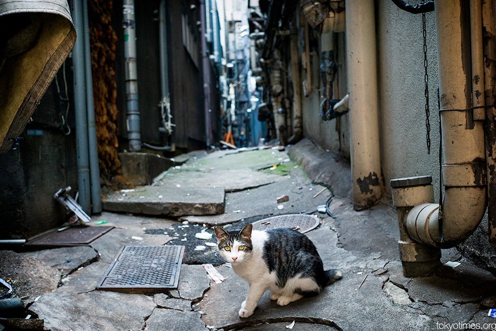Japanese alley cat