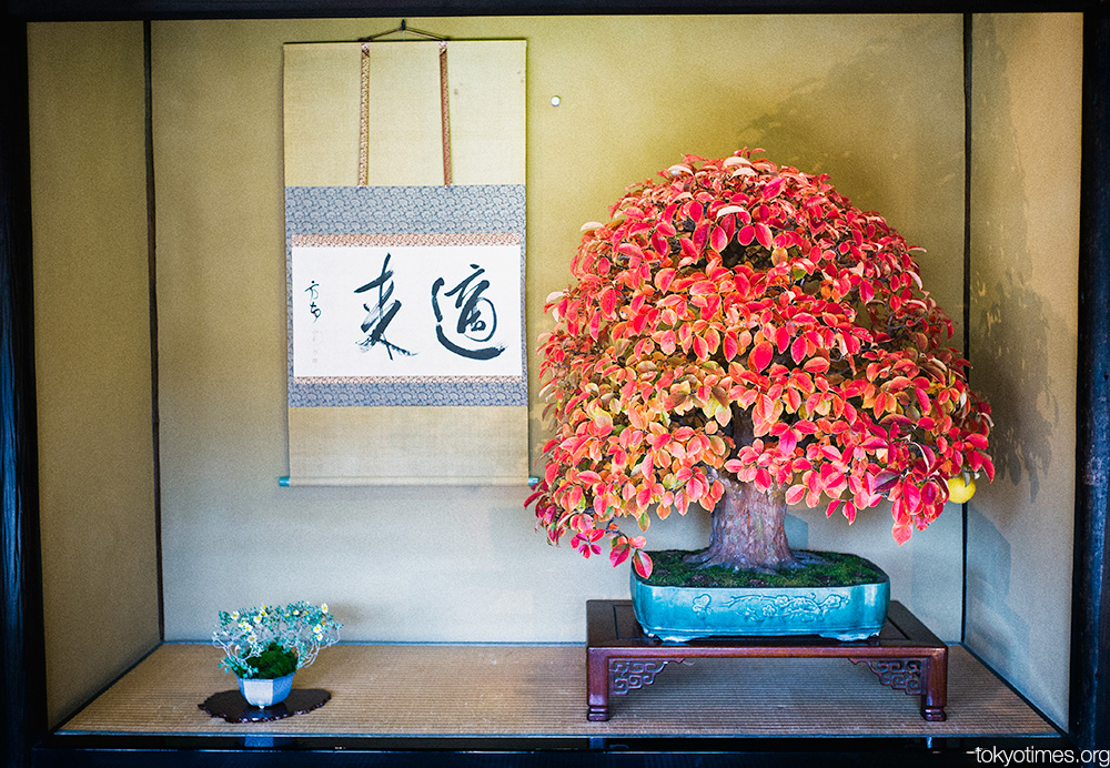 Japanese autumn colours
