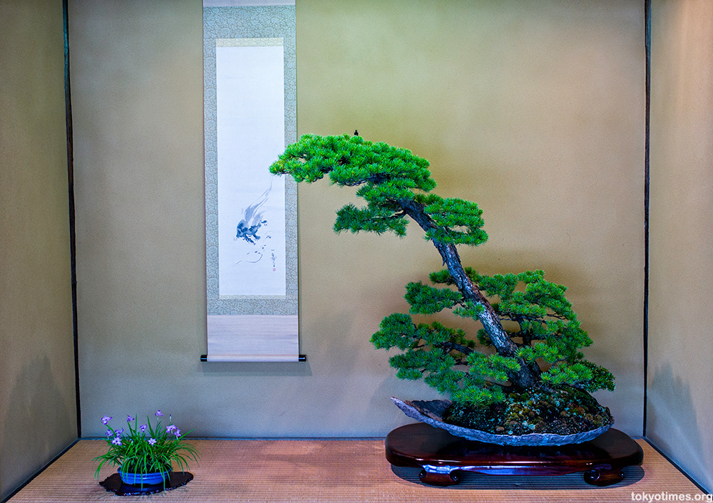 Japanese bonsai