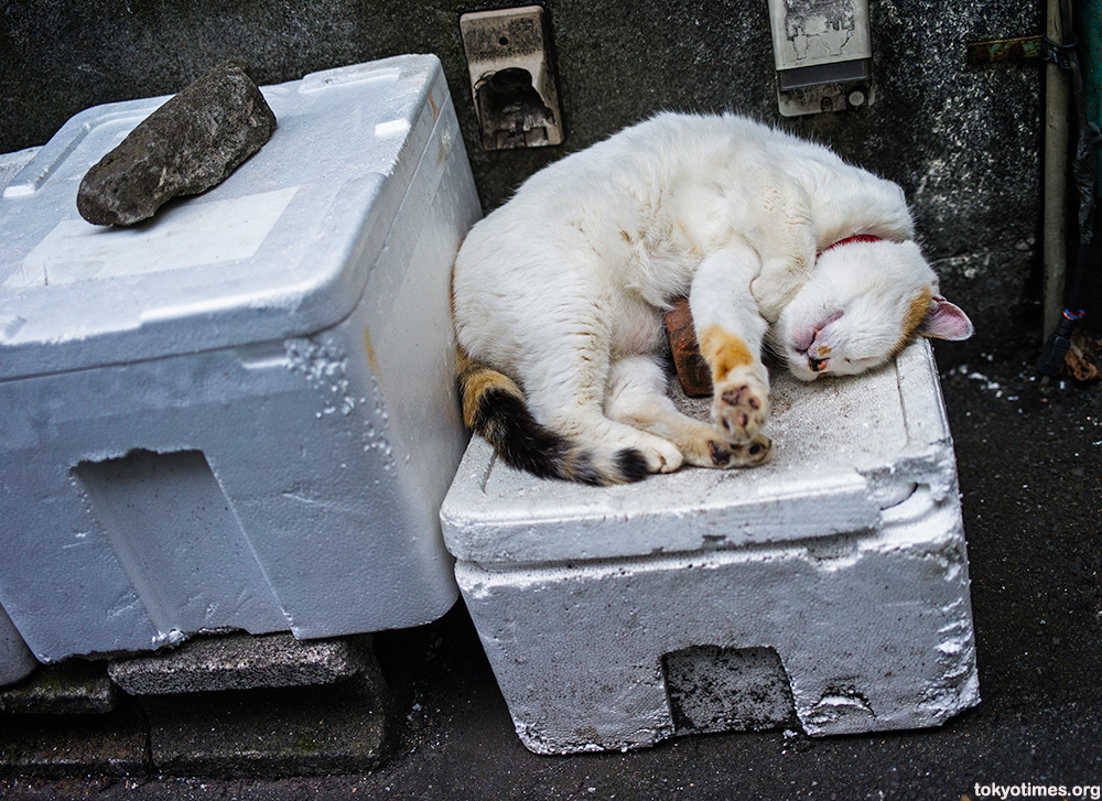 Japanese cat nap