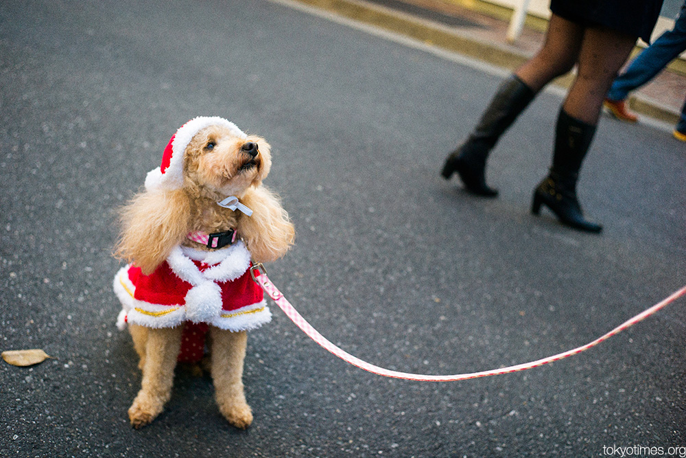 Japanese Father Christmas dog