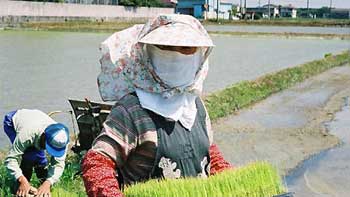 japanese farmer