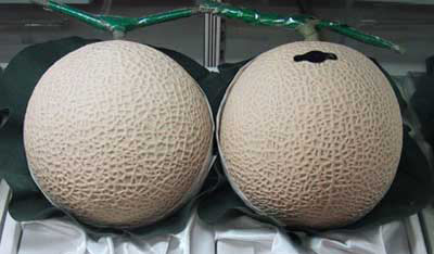 big melons
