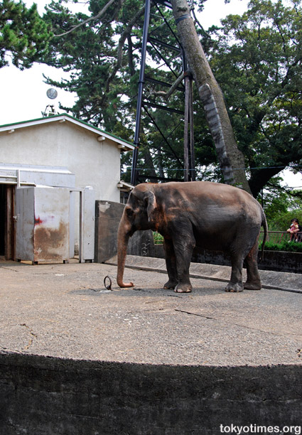 Odawara elephant