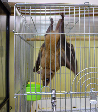 pet bat