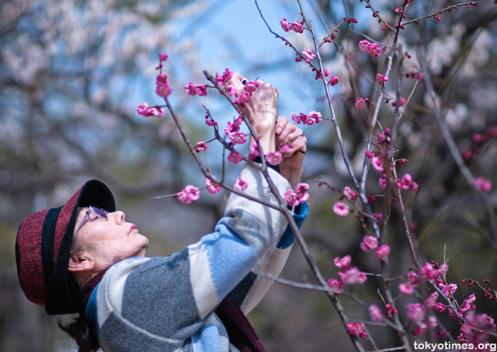 Japanese plum blossom