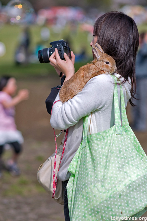 Japanese pet rabbit