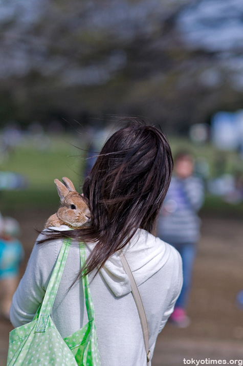 Japanese pet rabbit