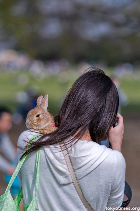 Japanese pet rabbit