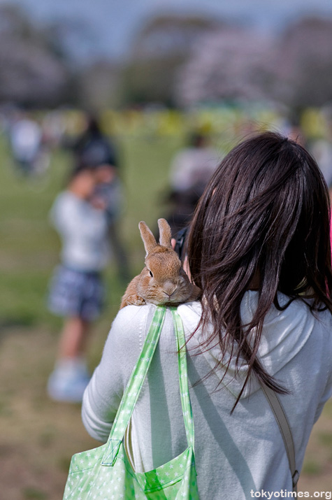 Japanese pet rabbit