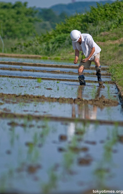 Tokyo rice fields