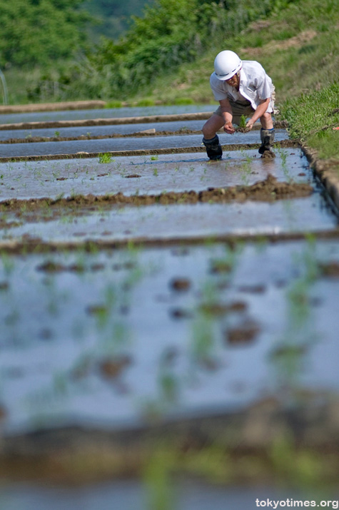 Tokyo rice fields