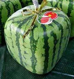 square melon