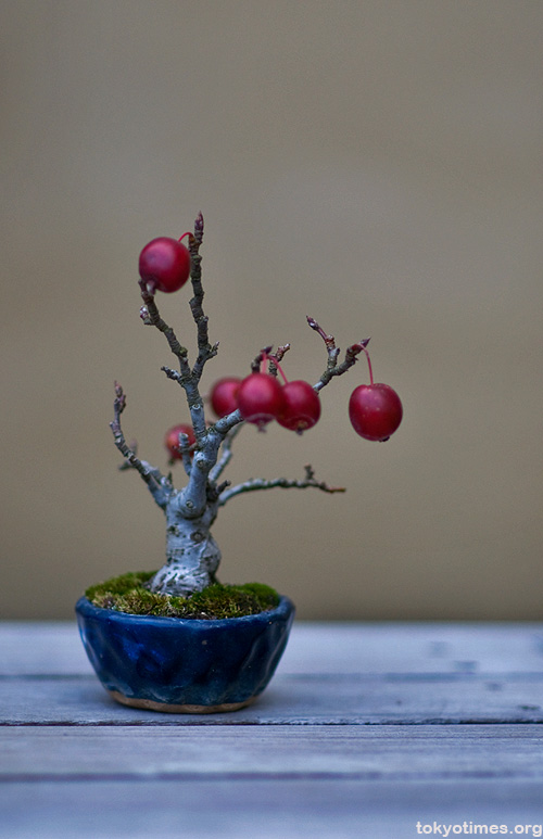 Japanese bonsai