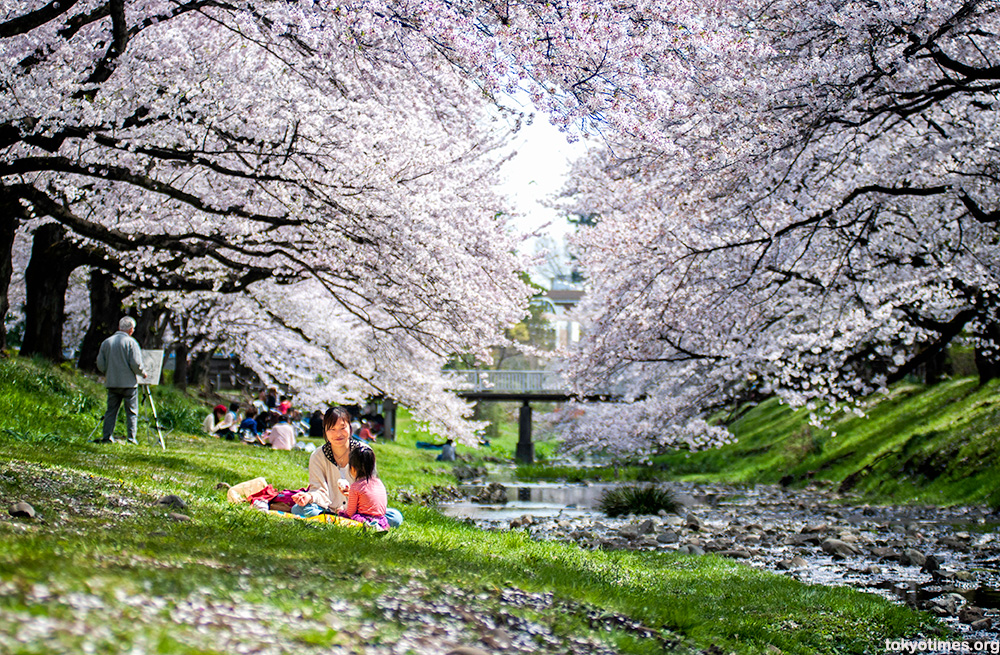 Japanese cherry blossom couple