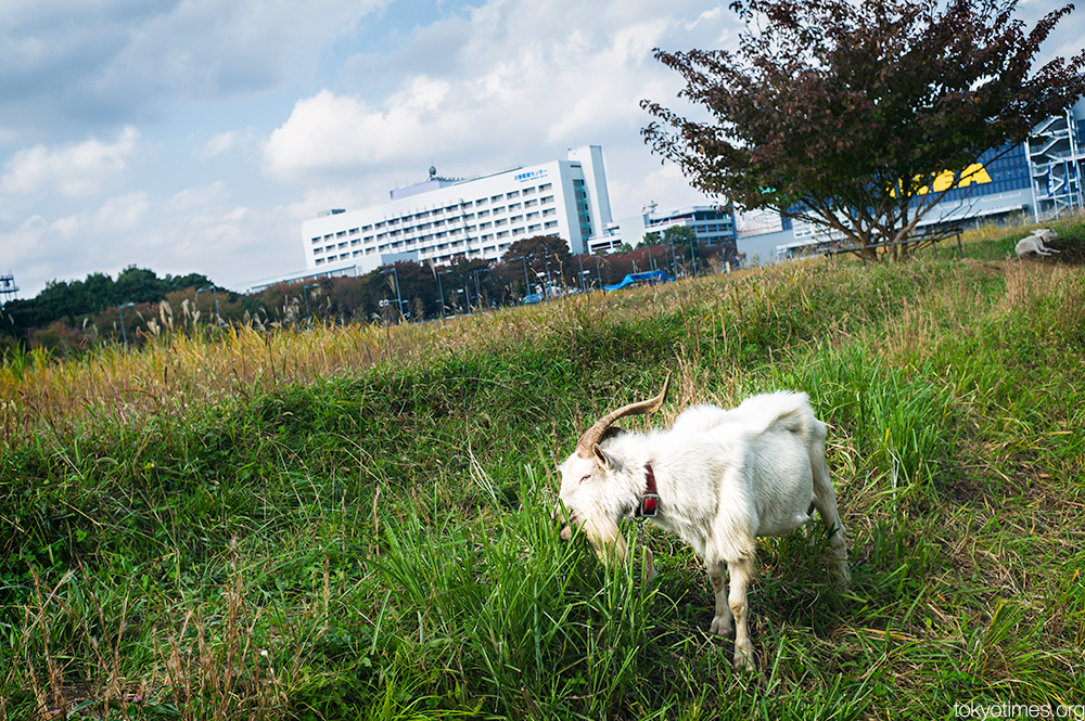 Tokyo goat