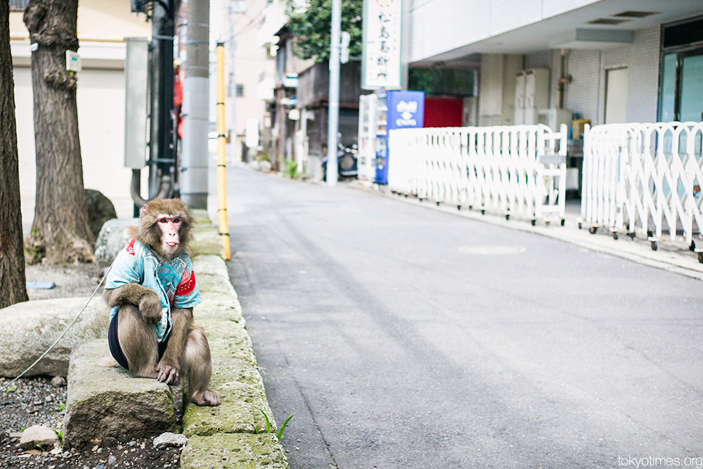 Tokyo monkey