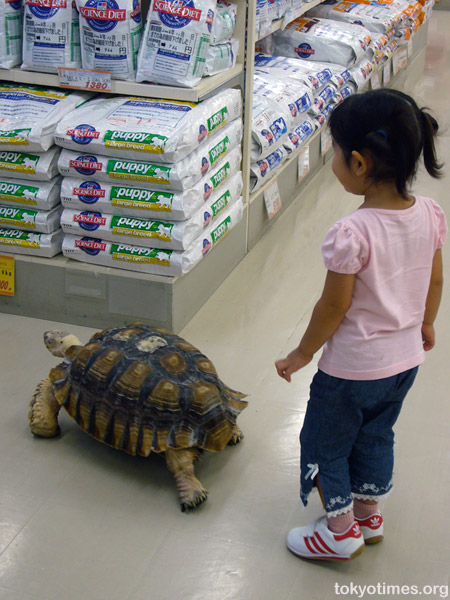 Japanese tortoise