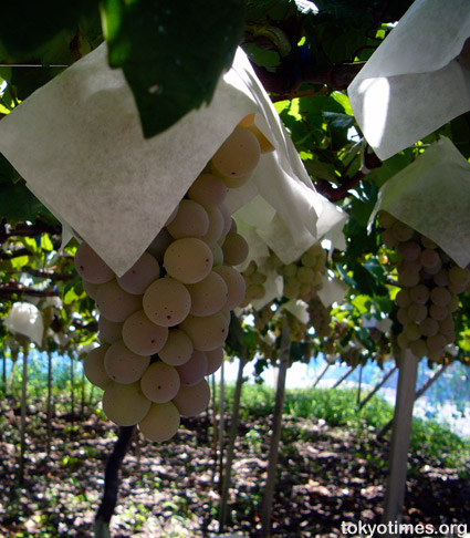 Yamanashi grapes and wine