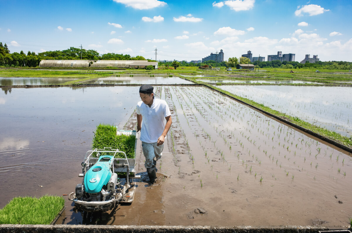 rice fields and rice planting in west Tokyo