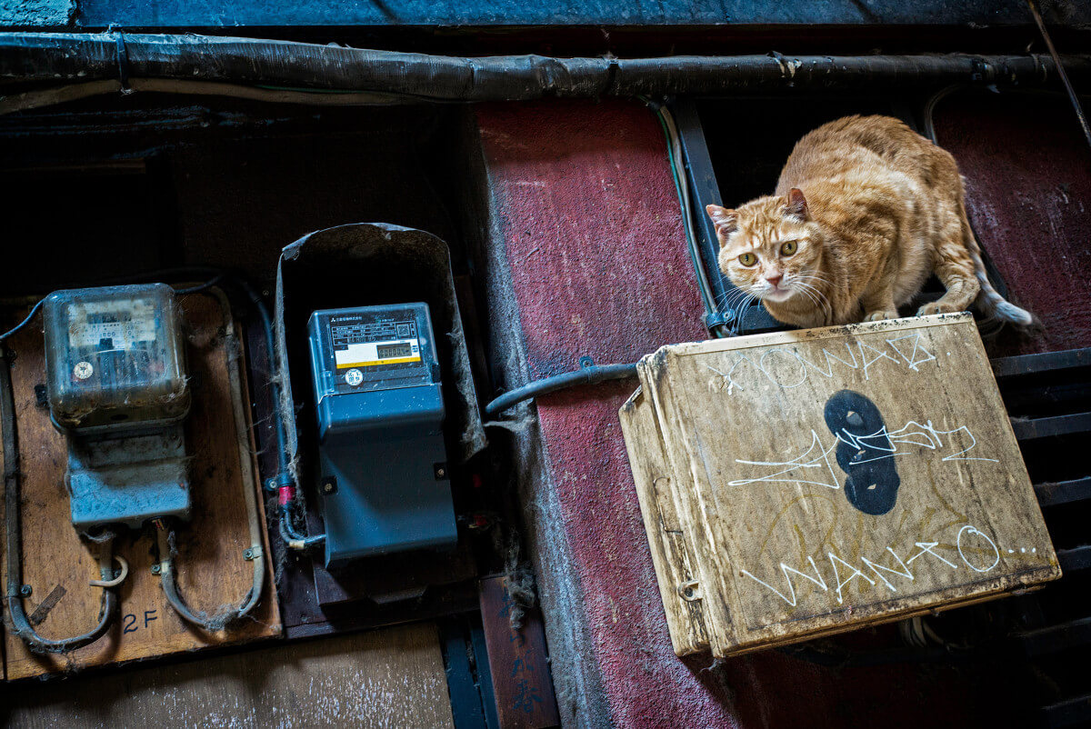 Tokyo city cat in a dirty alley